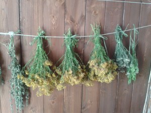Kräuter trocknen - Johanniskraut
