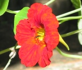 Kapuzinerkresse Blüte