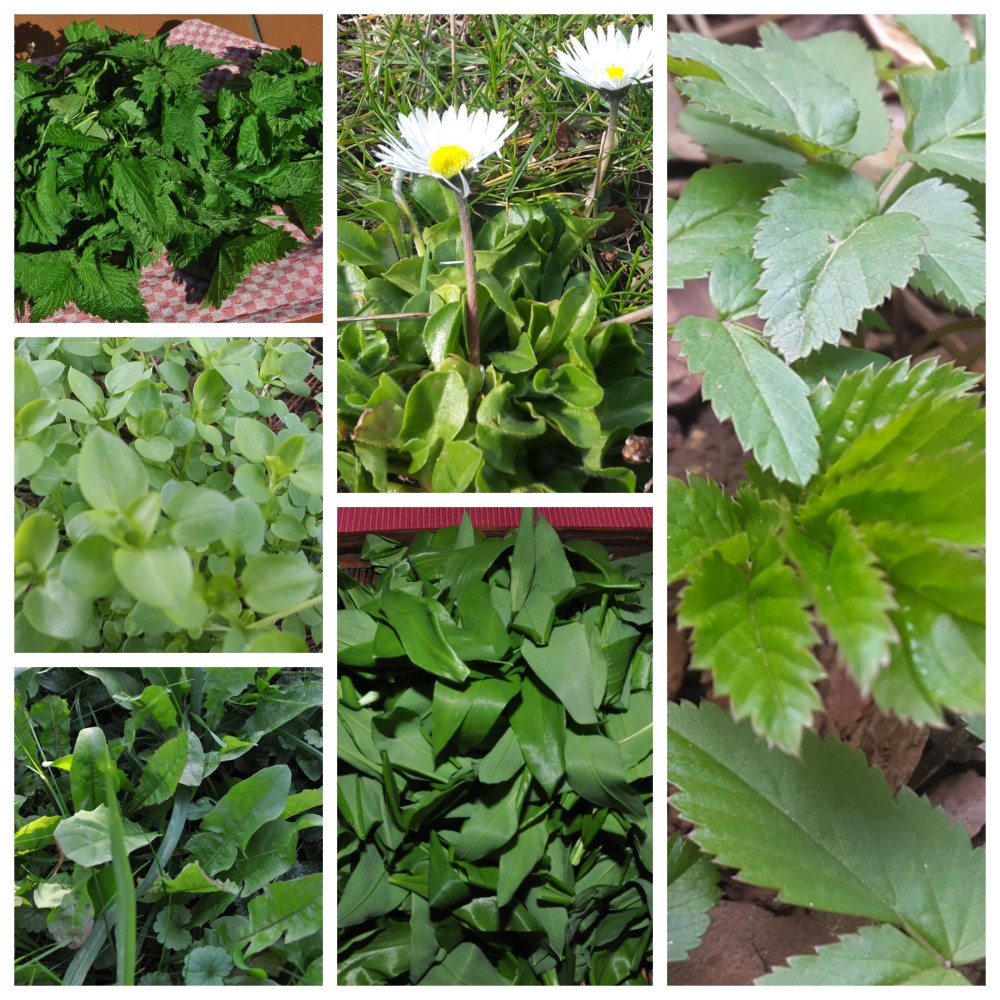 Kräuter für 7 Kräuter oder Gründonnerstagssuppe