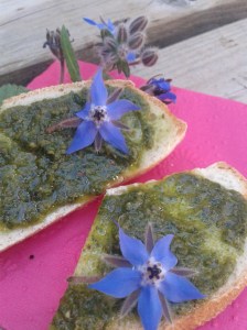 Borretschpesto mit Borretschblüten