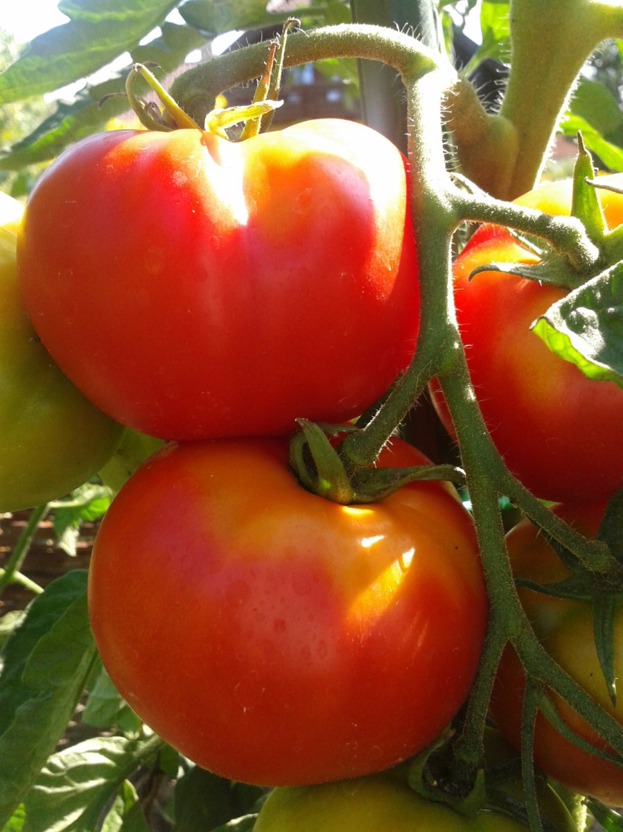 Tomatensauce wie von Mama in Italia – Kräuter &amp; Genuss