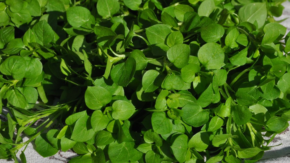 Vogelmiere frisch gepflückt