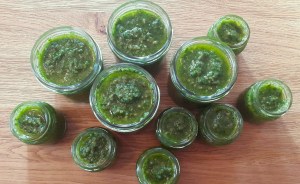 Vogelmiere frisch gepflückt