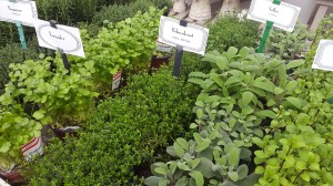 Kräuterauswahl in der Gärtnerei