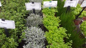 Majoran, Kerbel, Lavendel