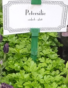 Petersilie im Topf