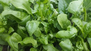 Junger Spinat im Garten, Blattspinat