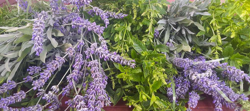 Kräuter aus der Kräuterspirale