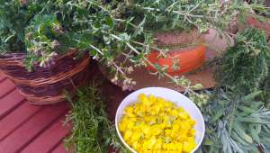 Kräuter Ernte aus der Kräuterspirale