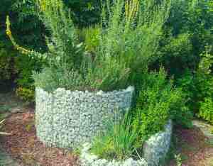 Kräuterschnecke vor der Ernte