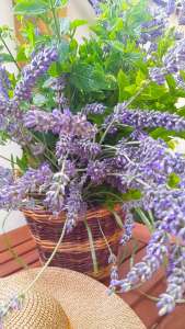 Minze und Melisse aus dem Garten