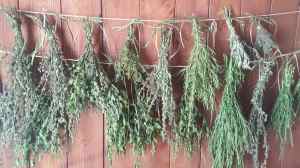 Kräuter zum Trocknen aufgehängt