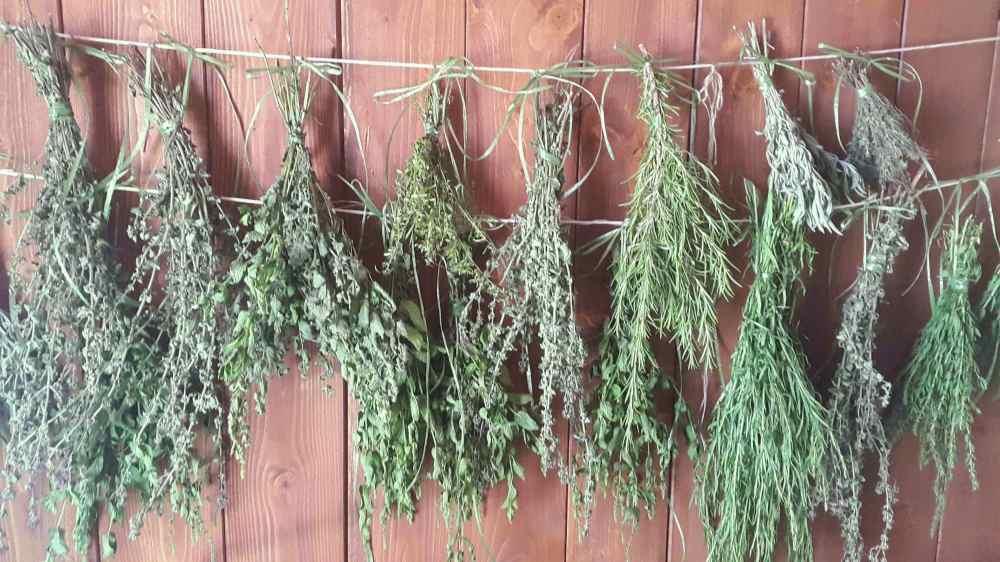 Kräuter zum Trocknen aufgehängt