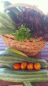 Zucchini Ernte aus Omas Garten