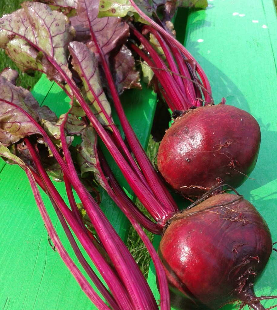 Rote Rüben frisch geerntet