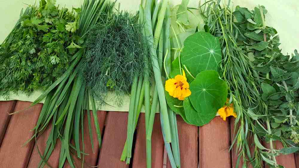 Kräuterpesto - Kräuter für Kräuterpesto