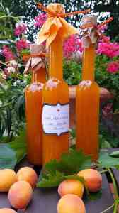 Marillenlikör Marillenvodka selbstgemacht