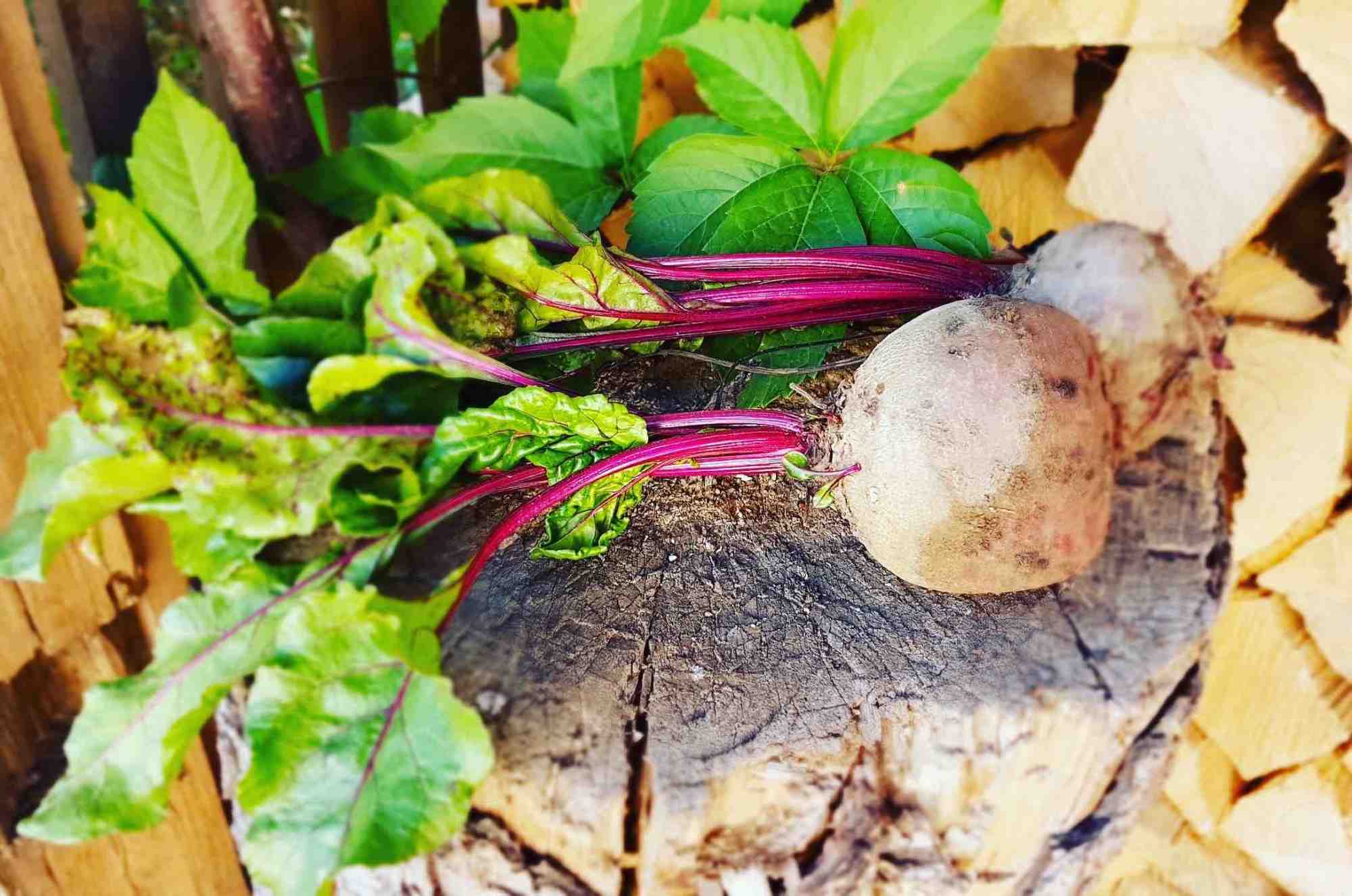 Cremiges Rote Rüben Gemüse – Kräuter & Genuss